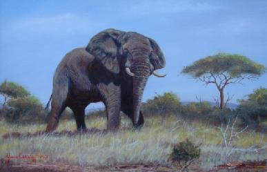 Elephant Standing Alone